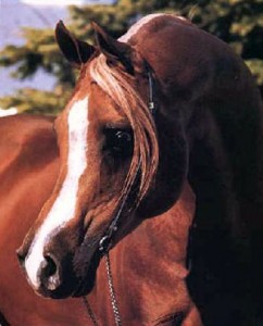Padron Arabian Horse
