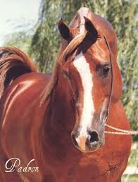Padron Arabian Horse
